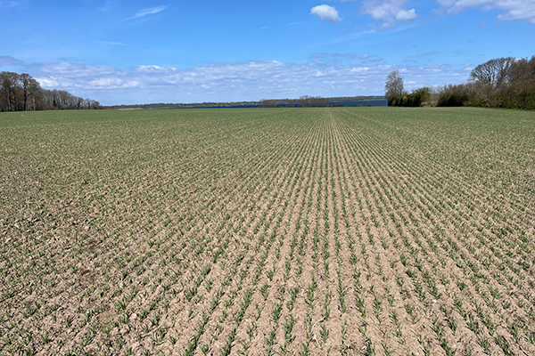Vårbygmark i det tidlige forår